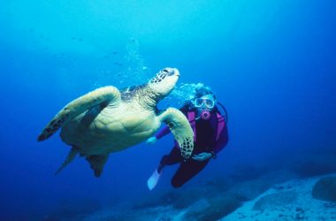 Queensland’s whales and turtles to benefit from plastics ban