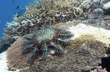 Stick ‘em up: new test can detect crown-of-thorns starfish as quickly as a home pregnancy kit