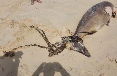 Chained dugong reveals the cost of Queensland’s shark nets