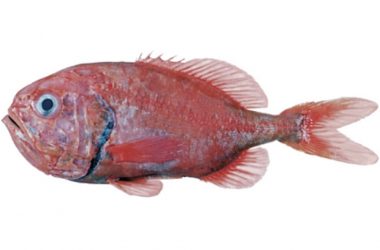 Orange roughy ruling victory for sustainable fisheries