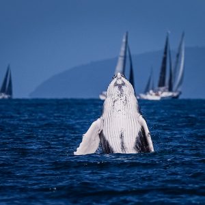 Humpback checking out the fleet. Photo Salty Dingo