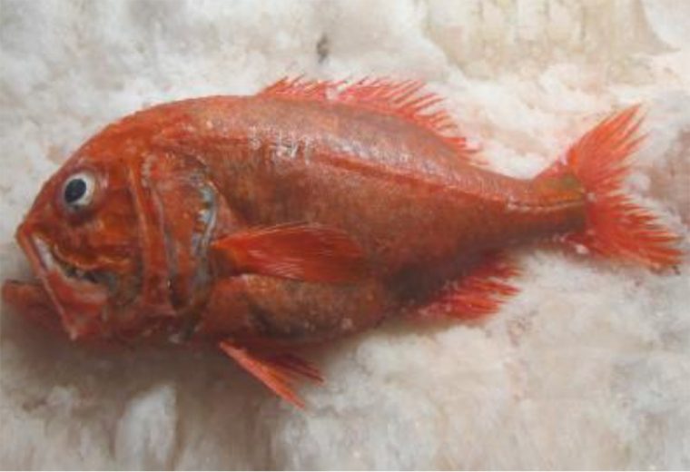 Fisheries managers ignoring stock data for long-lived Orange Roughy