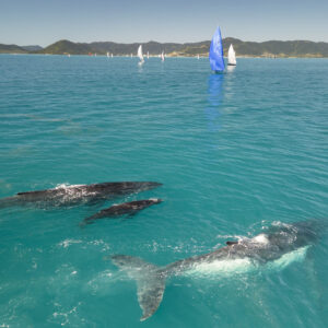 Whales and their calves at Airlie Beach - Photo By Andrea Francolini